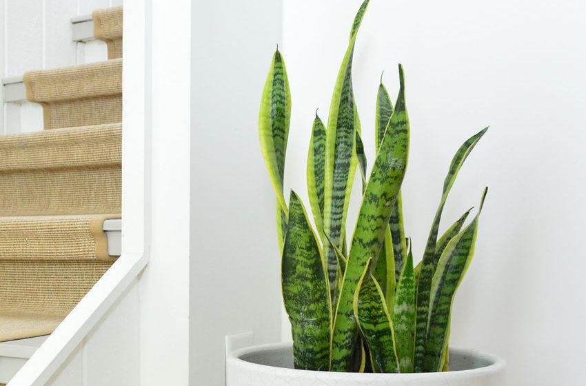  Snake Plant – Care Guide