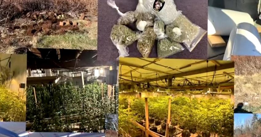  Black market marijuana farms in Maine allegedly tied to Chinese criminal networks