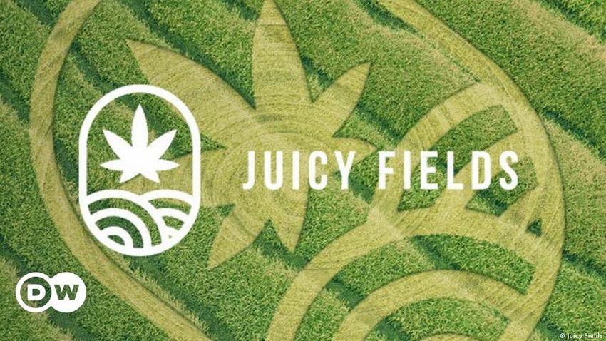  What’s next in €645 million JuicyFields cannabis scam?