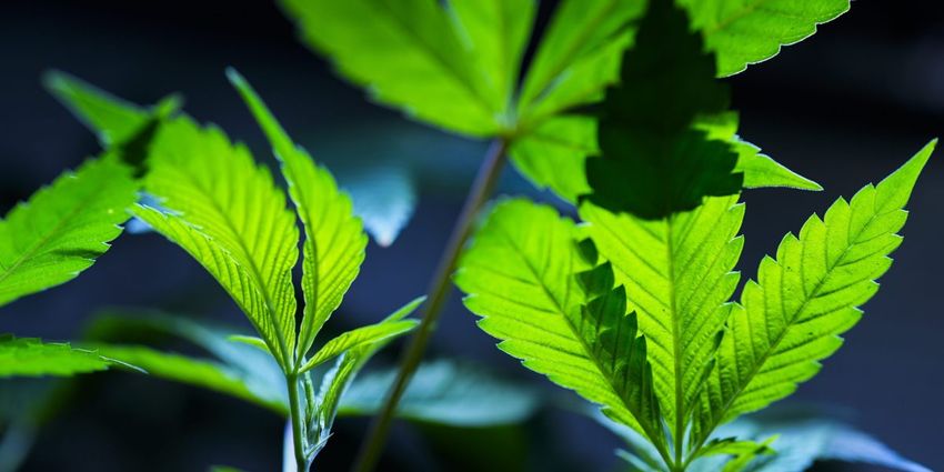  Justice Department formally moves to reclassify marijuana as a less dangerous drug