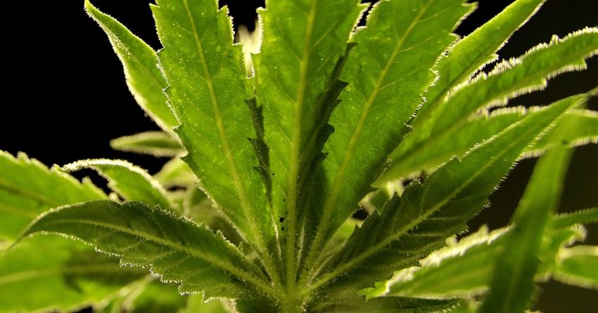  Biden plans to reclassify marijuana, ease restrictions nationwide