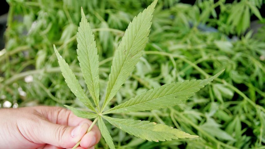  ‘Operation Emerald’: Paengaroa mother of eight caught with large cannabis crop