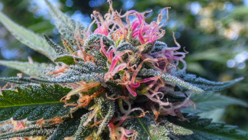  NORML Op-Ed: The Beginning of the End of Cannabis Prohibition