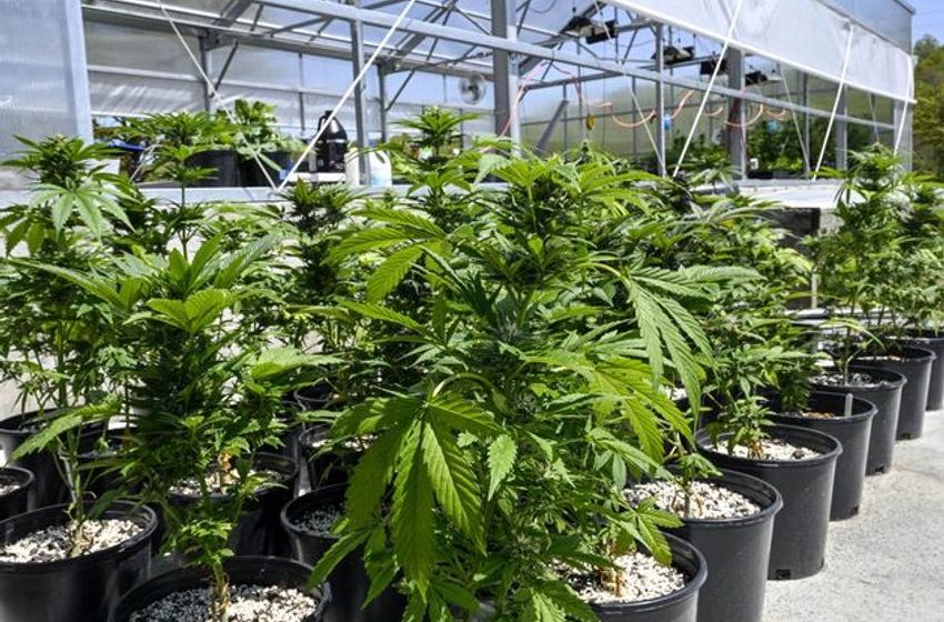  US poised to ease restrictions on marijuana in historic policy shift