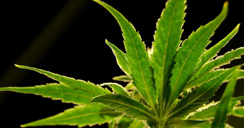  US to reclassify marijuana as less dangerous drug in historic shift