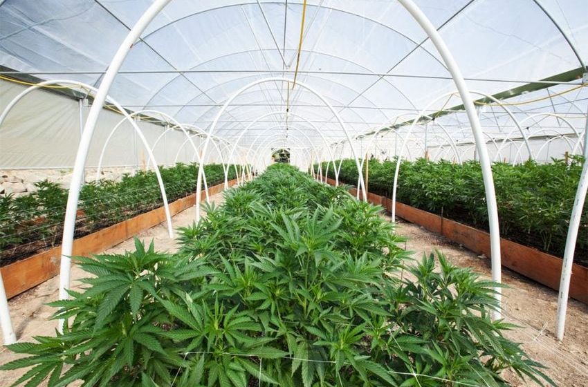  New laws for cannabis in South Africa