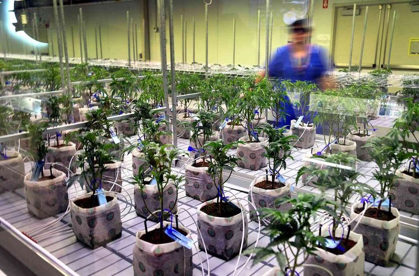  Cannabis Stocks Soar on Reports of Possible Reclassification