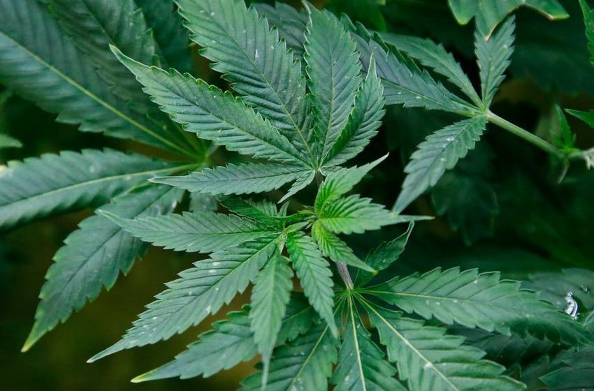  Kansas Won’t Legalize Medical Marijuana for at Least a Year