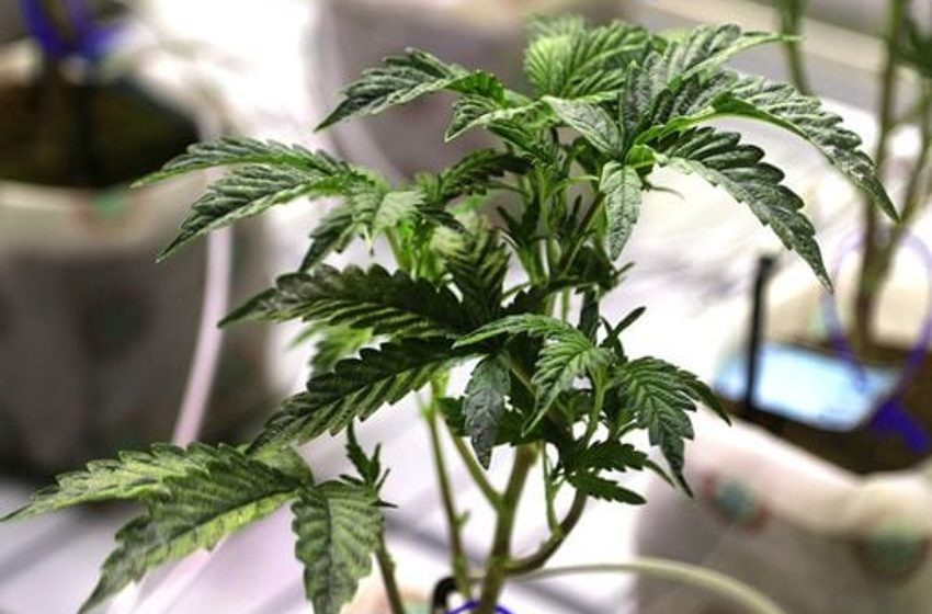  Pot emerges from the legal shadows