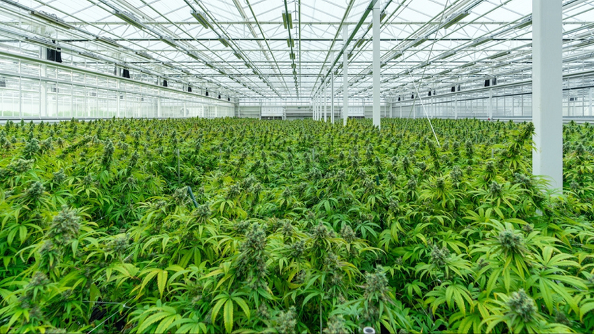  US proposes to ease restrictions on marijuana