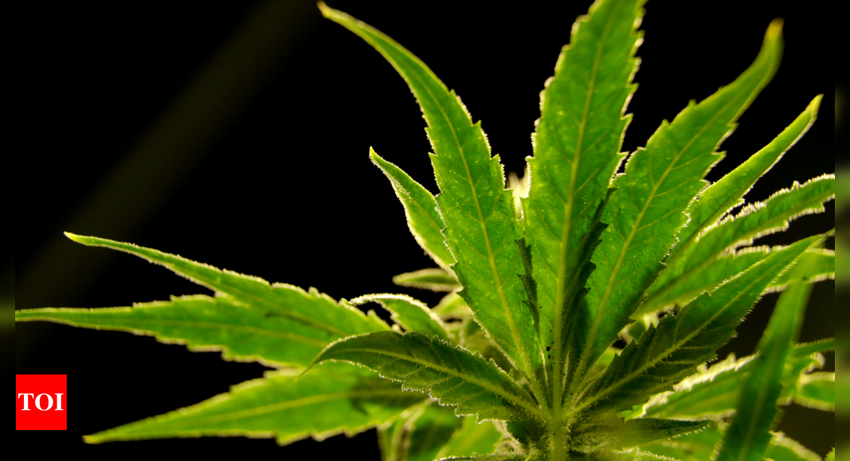  Report: US drug regulator to reclassify marijuana as a less dangerous drug