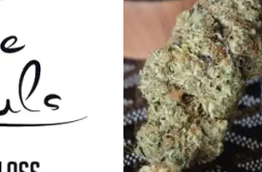  Rodedawg (OTC: RWGI) Expands Tree Moguls ™ Brands into Retail Cannabis Dispensaries and Cannabis Delivery Services