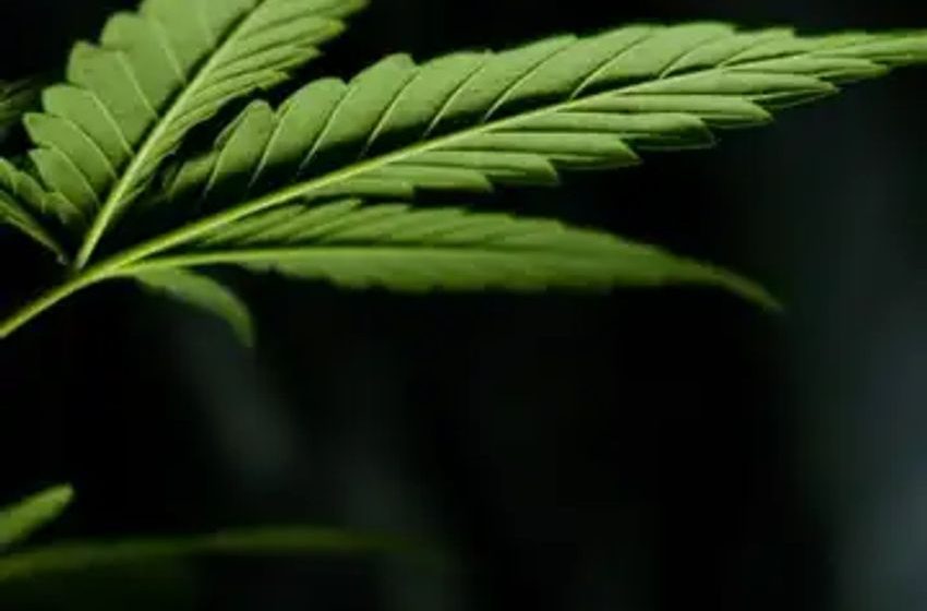 The Medical Cannabis Explosion Just Got Real