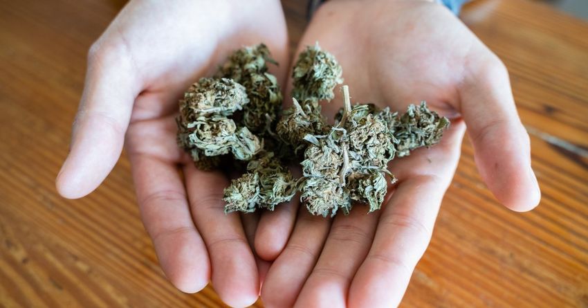  Justice Department Formally Moves to Reclassify Marijuana as a Less Dangerous Drug in Historic Shift
