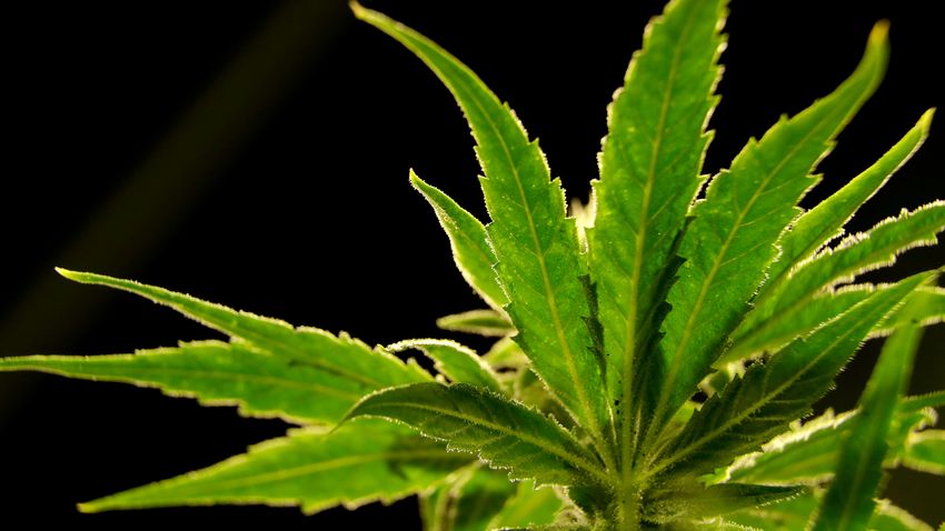  DEA will move to reclassify marijuana in historic shift…