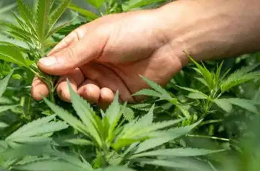  The Cannabis Industry Needs A Quick Change To Meet Market Demands