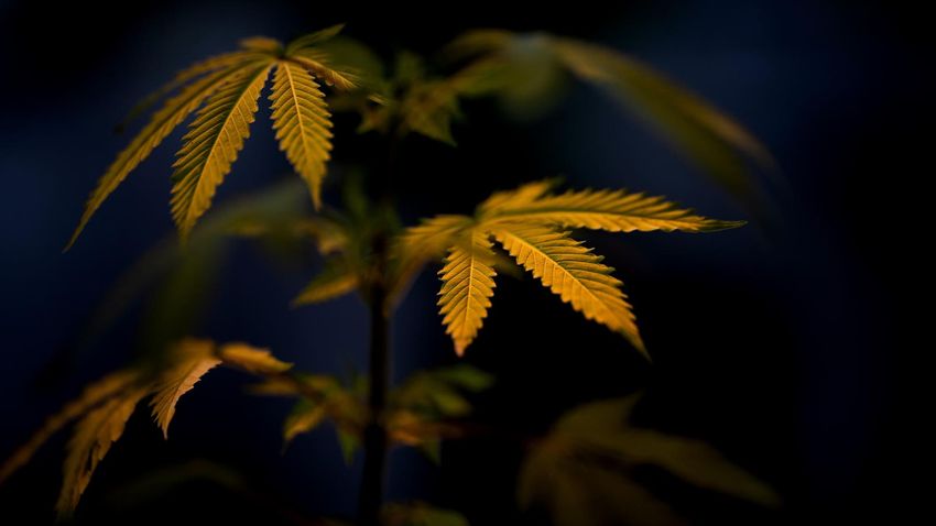  Marijuana Reclassification Bid Sends Cannabis Stocks Soaring