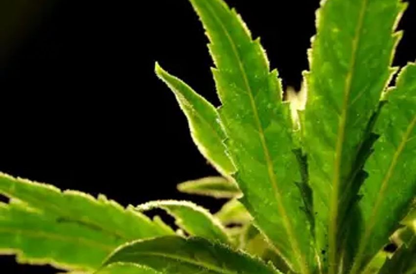  Will a DEA reclassification of marijuana put the banking industry at ease? Cannabis companies hope so