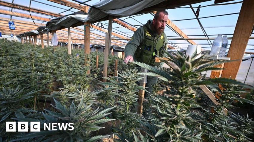  US moves to reclassify marijuana as less dangerous