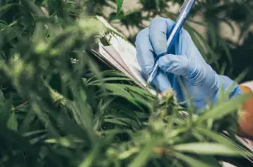  The 3 Best Cannabis Stocks to Buy in May 2024