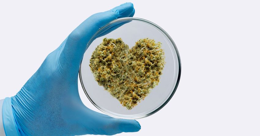  Scientists Rejoice! Studying Cannabis Is About to Get a Lot Easier