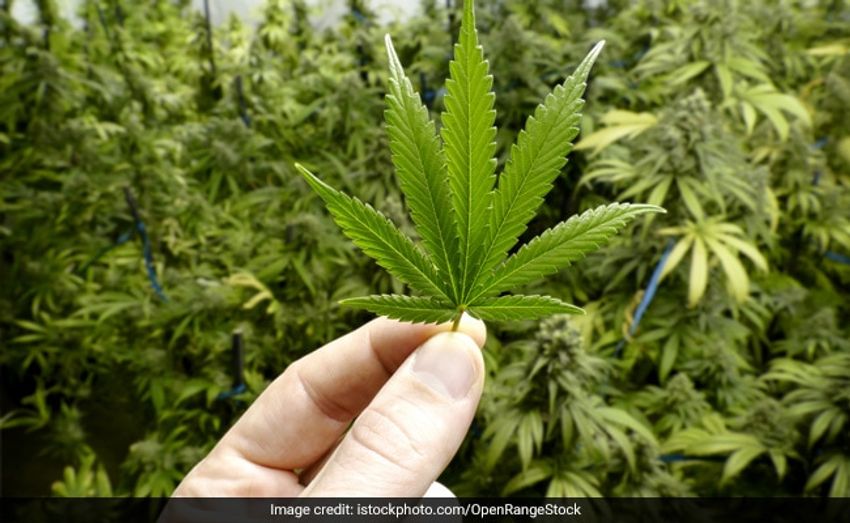  US Proposes Historic Law To Reclassify Marijuana As “Low-Risk Drug”