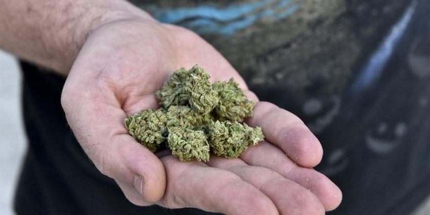  U.S. proposes reclassifying marijuana as low-risk drug