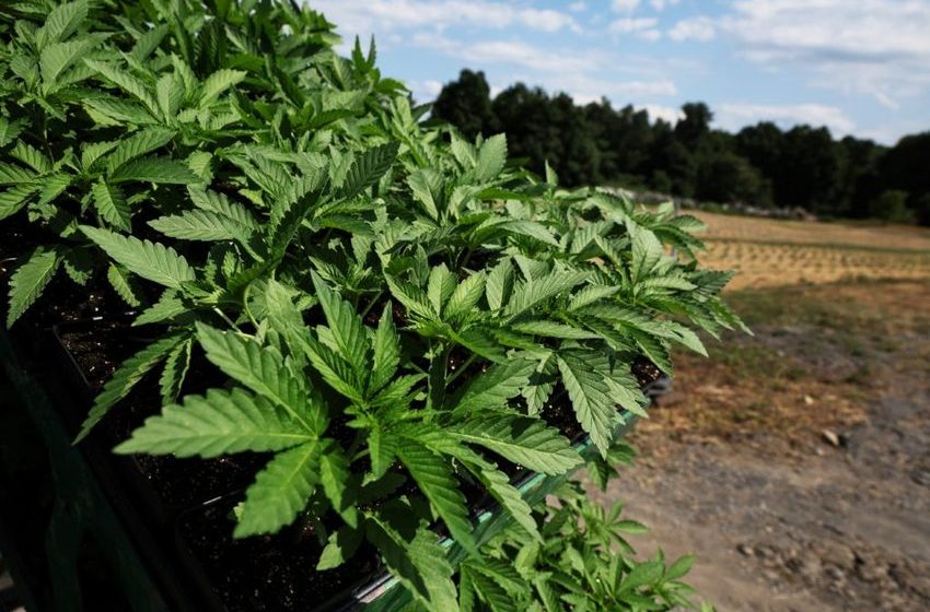  As the U.S. moves to reclassify marijuana as less dangerous, could more states legalize it?