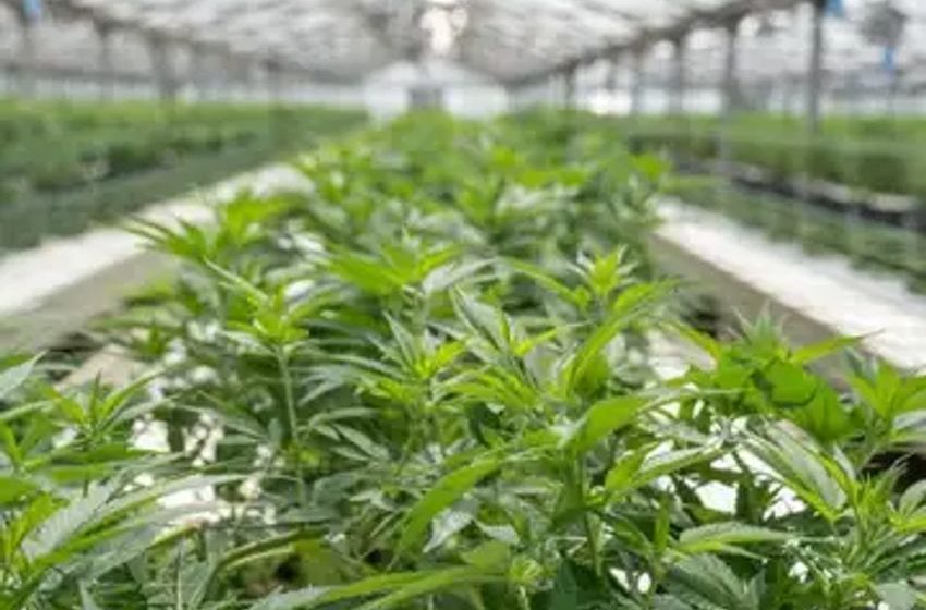  Cannabis Chart Of The Week: Are Ancillary Sectors Participating In The Rescheduling Price Upswing?