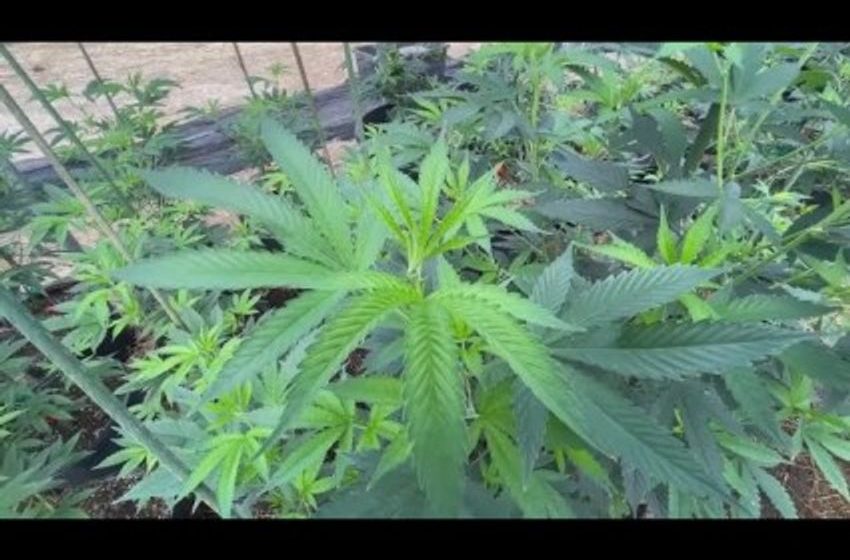  DoJ Recommends Making Marijuana A Schedule III Drug