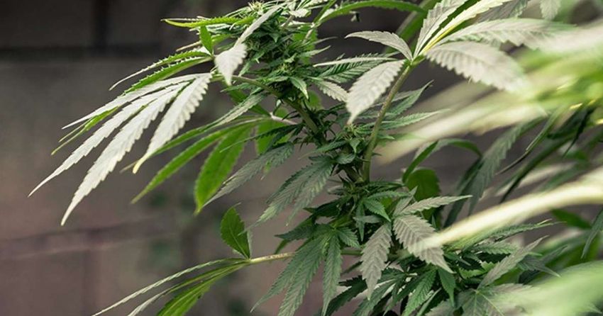  ​DEA to reclassify marijuana and ease restrictions in the US