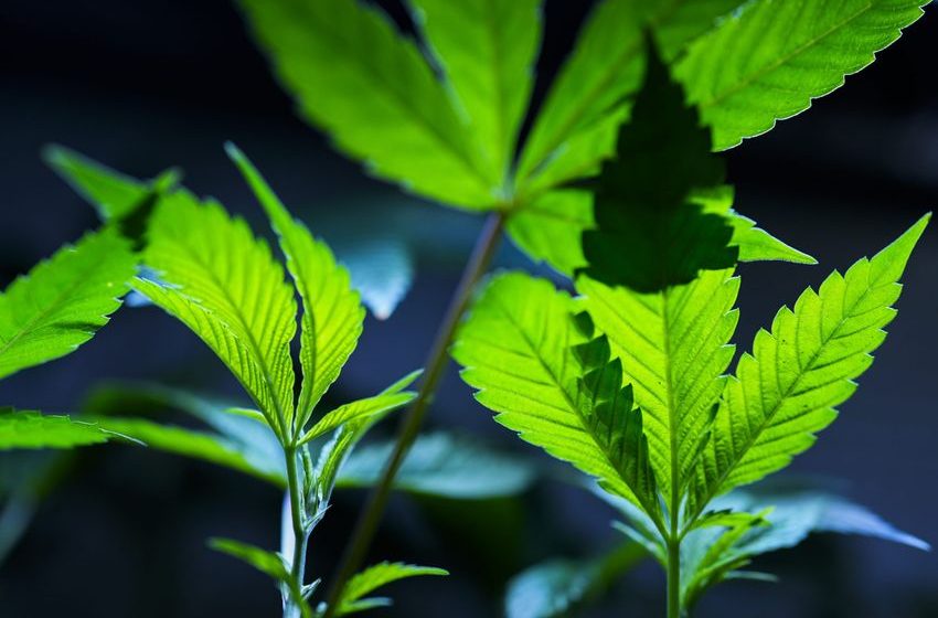  This Isn’t Your Father’s Marijuana Use