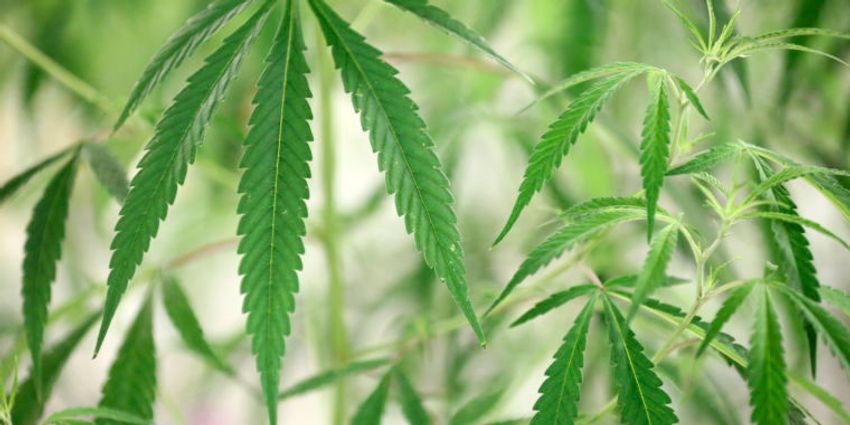  DEA to reclassify marijuana as a lower-risk drug, reports say