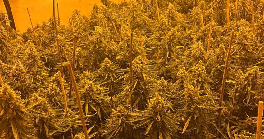  Three men arrested after €768,000 worth of cannabis seized in Co Louth