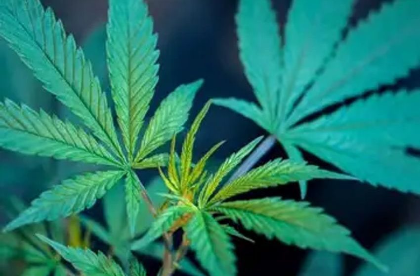  Cannabis Chart Of The Week: Are U.S. Cultivation & Retail Capital Raises About To Swing Upward?