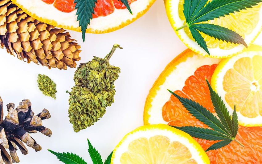 Can Terpenes Reverse A Bad Cannabis High?