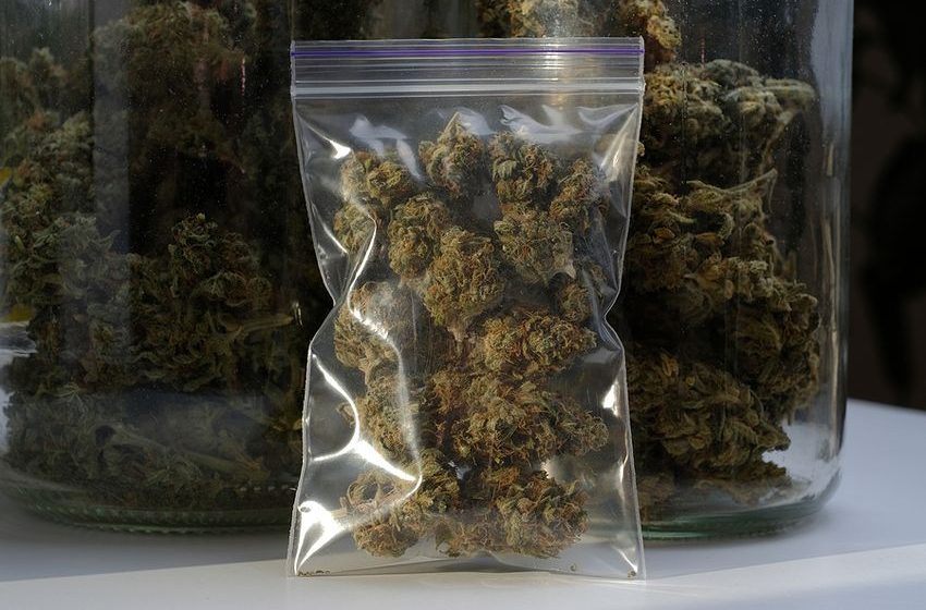  Navigating the Regulatory Compliance Solutions for a Cannabis Startup