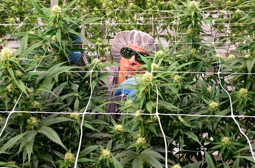  These Denver neighborhoods have attracted cannabis businesses in a big way, but not much else