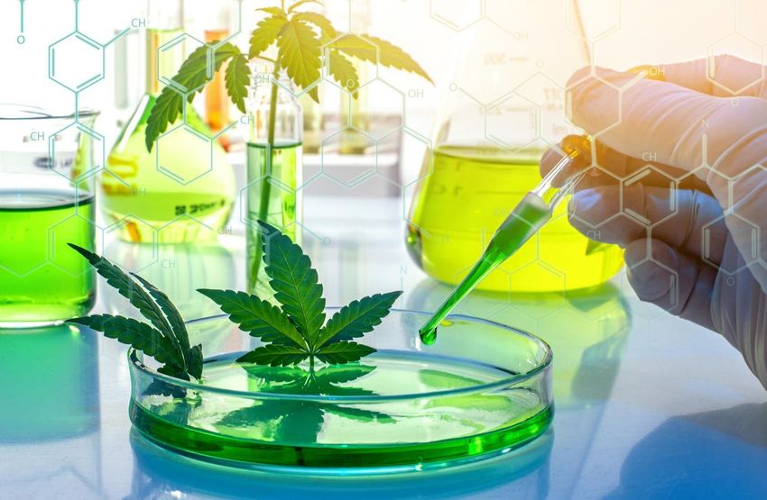  Genetic Engineering May Create More Effective Cannabis Varieties