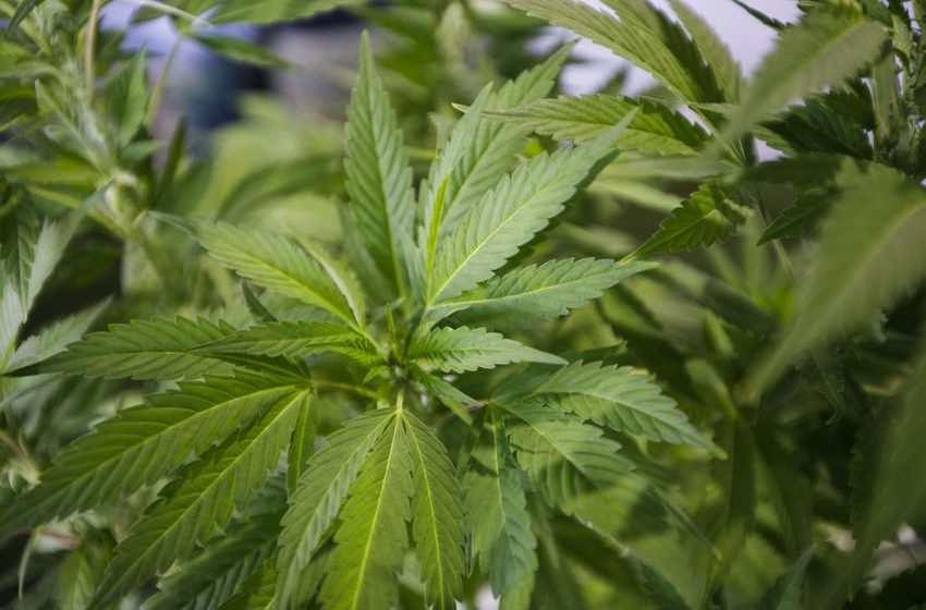  A $29 Billion Weed Market Fights to Diversify