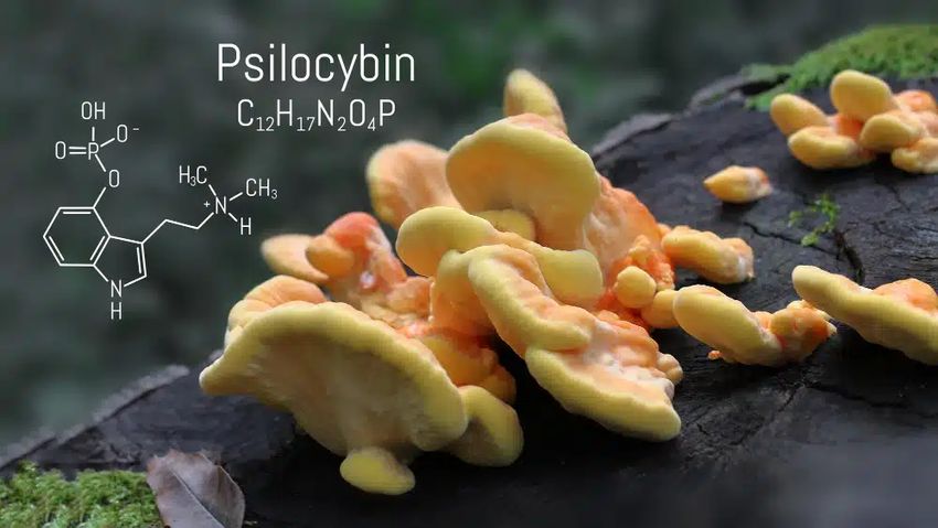 Are Shrooms Dangerous?