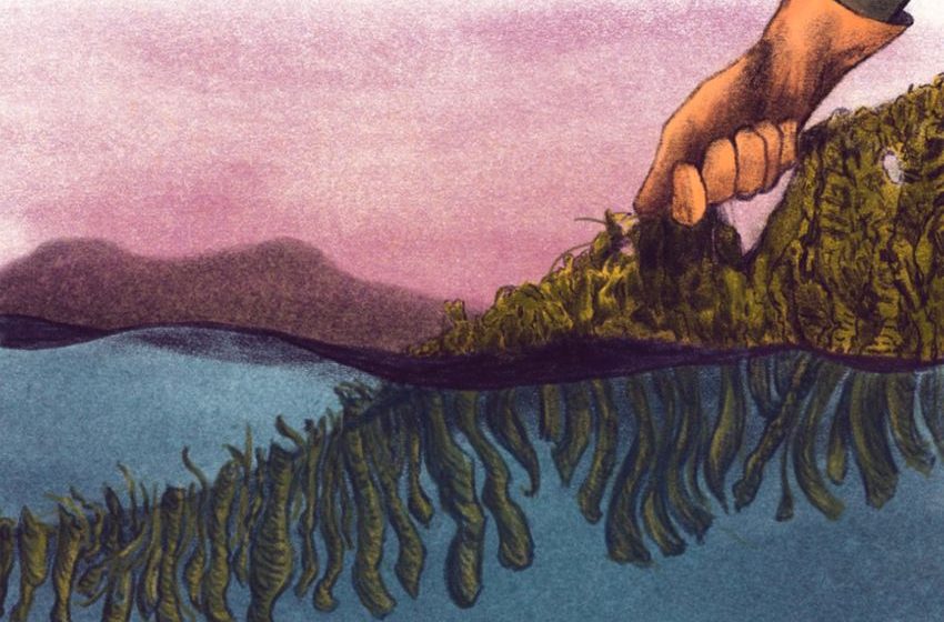Overview: The Promise and Possible Pitfalls of American Kelp Farming