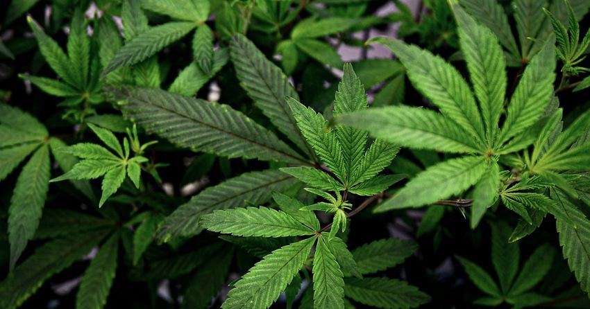 Martha’s Vineyard is about to run out of pot. That’s led to a lawsuit and a scramble by regulators.