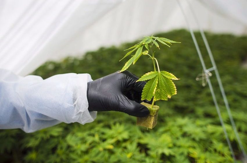  Feds propose raft of changes to cannabis rules to reduce regulatory burden