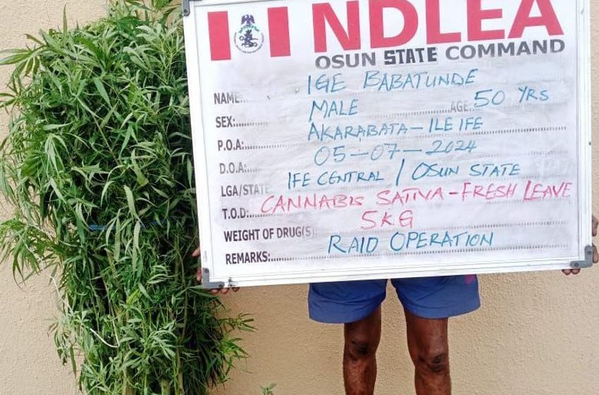  PHOTOS: NDLEA arrests Osun village head, corps member for drug offences