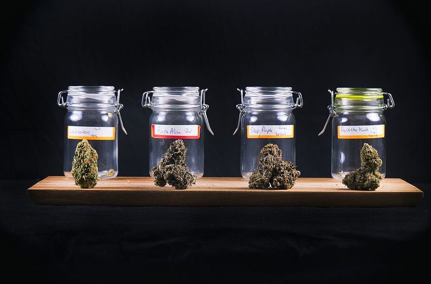  Professional Paths in the Cannabis Dispensary Field