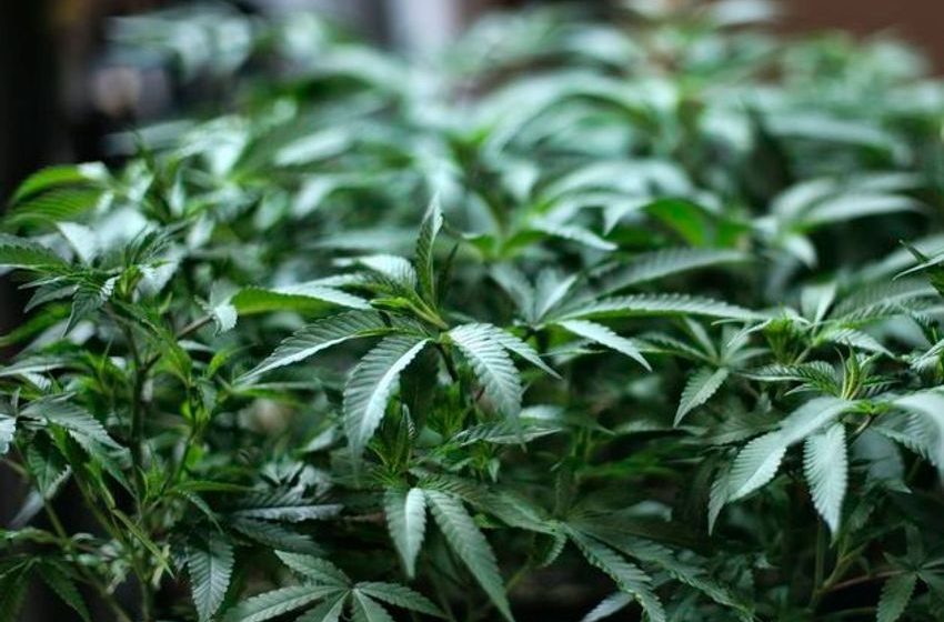 Two men (30s) arrested as €330k worth of cannabis seized at grow house in Cavan