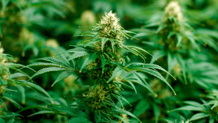 RAW Rolling Papers Donates $50,000 to NORML Supporting Nationwide Cannabis Legalization