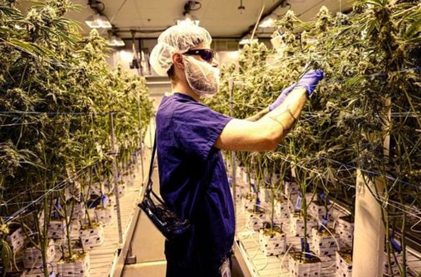  At Fall River cultivation site, cannabis workers cast off their union