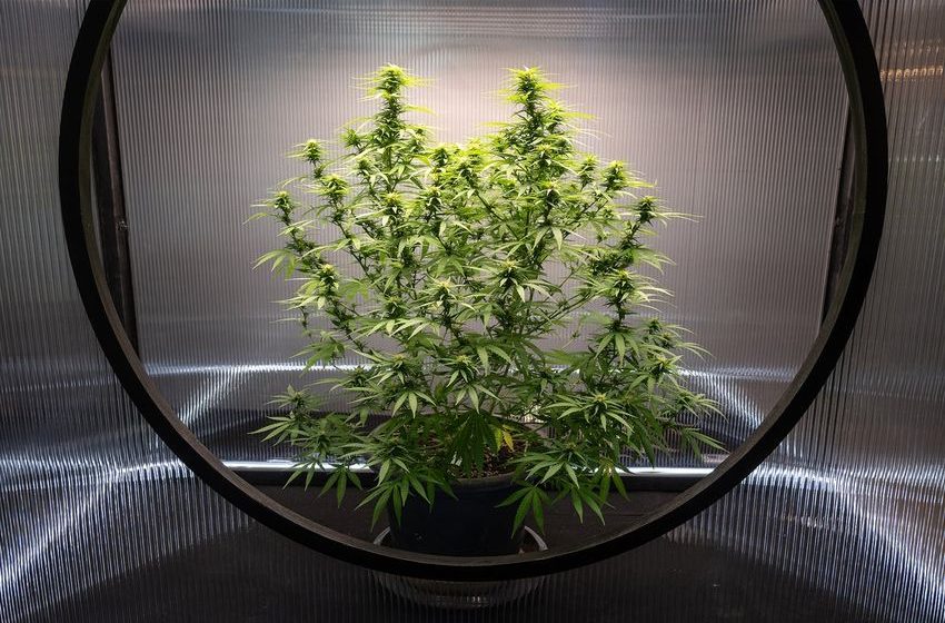  Marijuana’s New Legal Status Must Spark More Research